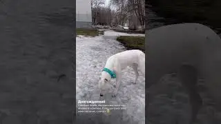 Обожаю этот ошейник, кому интересно поделюсь артикулом в комментариях 🙌🏻 