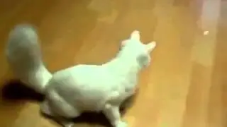 Кот и скользкий пол 2