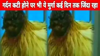 अगर किसी जानवर से गर्दन कट जाए तो कितने दिन तक जिंदा रह सकता है || #shorts