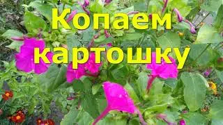 Картофель урожай 2024 год