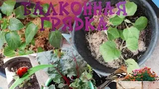 Балконный огород 🌿#огород #балкон
