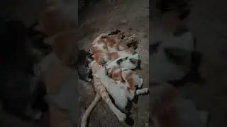 kucing lucu satu emak nenenin 8 anak kucing