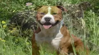 American Staffordshire Terrier Parasite Prevention
