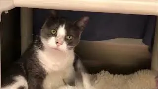 Mootsie