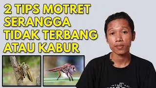 2 Tips Memotret Serangga Biar Tidak Terbang atau Kabur | How to Shoot Insect Macro Photography