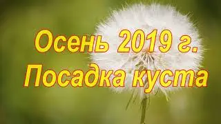 Еще раз - о жизни молоденького куста винограда,  первый год