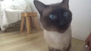 безопасные муляжи камней