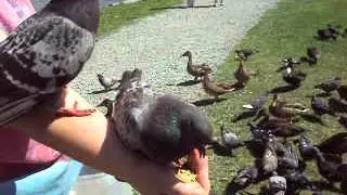 If ONE bird in the hand is worth two in the bush, what's FOUR?