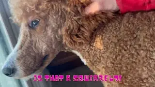 Standard Poodle goes COMPLETELY NUTS for SQUIRRELS!