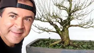 bonsai tip rama de sacrificio #bonsailover #bonsaimedellin #bonsaicolombia  #bonsailover