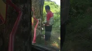 kejadian lucu orang kencing di bawah pohon 