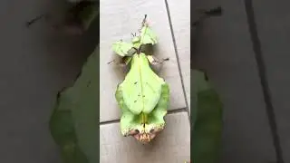 I Like to Move it Move it