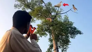Dove Hunting with slingshot | SlingShot hunting bird ||