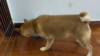 Will Hatchi pop the balloon?