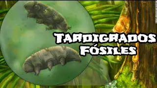 Paradoryphoribius Chronocaribbeus | PaleoPedias 🇩🇴