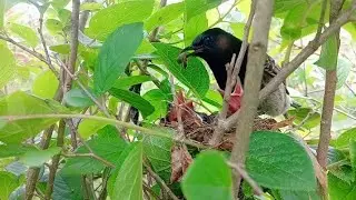 Beautiful Birds 🐦😍😍😺....