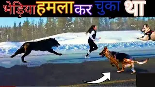 🐕कुत्ता ना होता तो क्या होता। 🐕Brave dog saved the girl#information #amazing