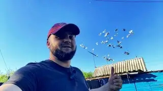 Что дальше с Голубями?