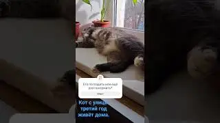 Кот в цветах на подоконнике. #котик #бездомныйкот #котдома #котик #виделивидео #добрыйкот #милыйкот