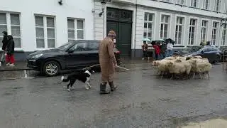 Brugge - Парад кого-то