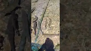 форель