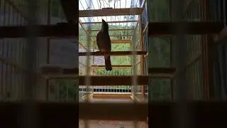 TF “BANDIT JR” SE AMOSTRANDO, VÍDEO DIRETO DO CRIATÓRIO COSTA ESMERALDA | Proprietário: Itamar M.