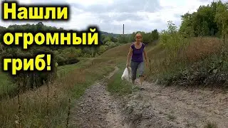 Нашли самый вкусный и самый большой гриб! Головач Гигантский
