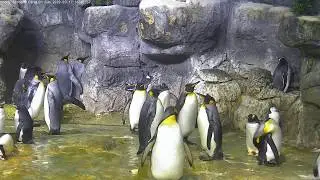 Penguin Cam Live at Moody Gardens | Powered by Ozolio Live Stream