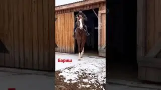 Продается Высококровный жеребец #скачки #лошади #horse