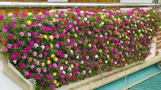 How I Turned Plastic Bottles Into Beautiful Flower Gardens