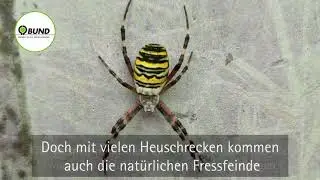 Insekten in der Flittarder Rheinaue | BUND Köln