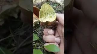 Ложный боровик. Сатанинский гриб. Ядовит!