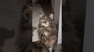 # котохаус