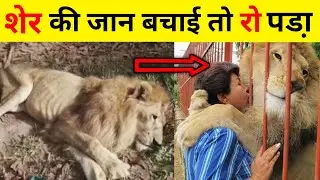 ये शेर इस औरत को माँ जैसे प्यार❤करता है,कारण जानकर रोने लगोगे😭Save Tiger #shorts