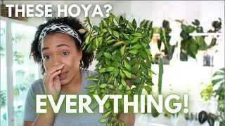 ✨🪴 Hoya Lovers, You HAVE to See These 😍🪴