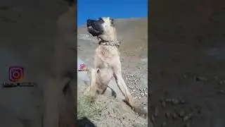 Kurt sesi duyan Kangal köpeğinin tepkisi