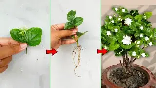 This is What An EXPERT Do - Grow Arabian Jasmine Plant at Home from Cutting