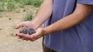 Utilizing Innovative Strategies for Species at Risk in Ontario