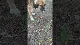 Tavuk yedi, yine yedi, hep yedi, sonunda doydu 🤗#dogs