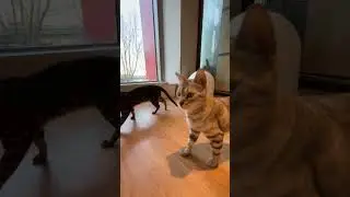 Cats Club|Cute cats daily life🐈(11) #cats #cute #shorts