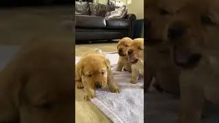 We’re learning to walk 🙌🐾🥰 