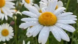 🌿❤ Пожелания со вкусом лета 🌻❤