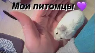 Мои питомцы😻🐸🥰