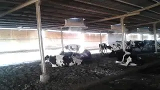 البقرة المجنونة