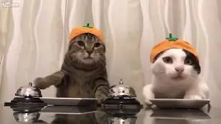 Холоп, неси ещё, ещё, ещё, ещё, ещё........