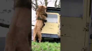 Singa lapar minta makan😅 #shorts #viral #trending #lion #animals #fyp