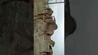 First time nakakita ng camel sa kuwait