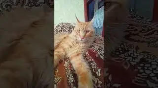 Кот грустит что лето кончилось . Осень наступила .😻🐱