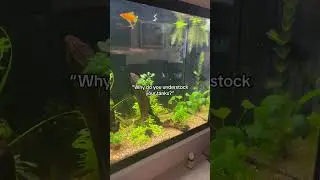 I DESPISE OVER STOCKED TANKS. I think they look ugly, and they’re ab*se 