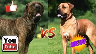 КТО СИЛЬНЕЕ?БРАЗИЛЬСКИЙ ФИЛА ПРОТИВ ТОСА-ИНУ!//БАТЛ СОБАК//(ANIMALS BATTLE BIT)